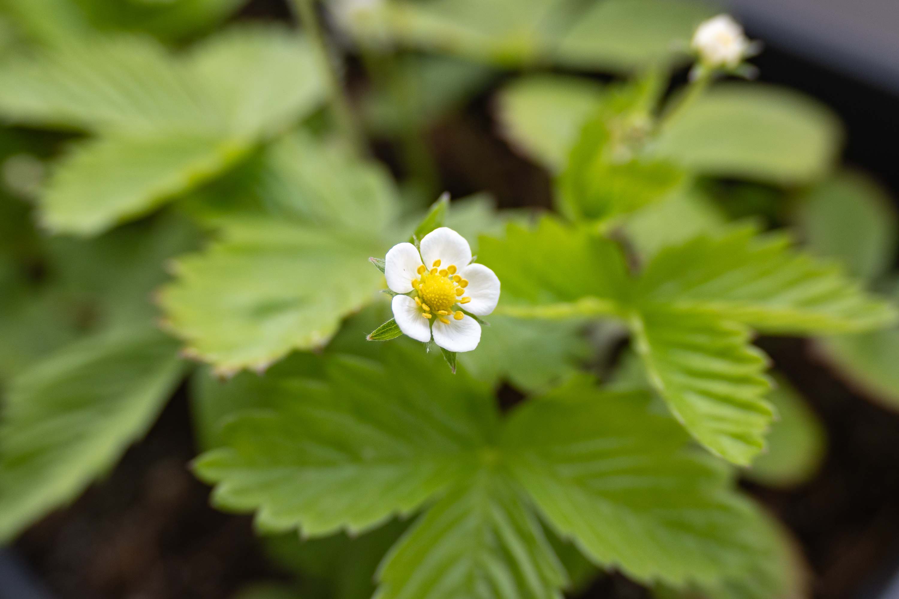 DSC_6172.jpg