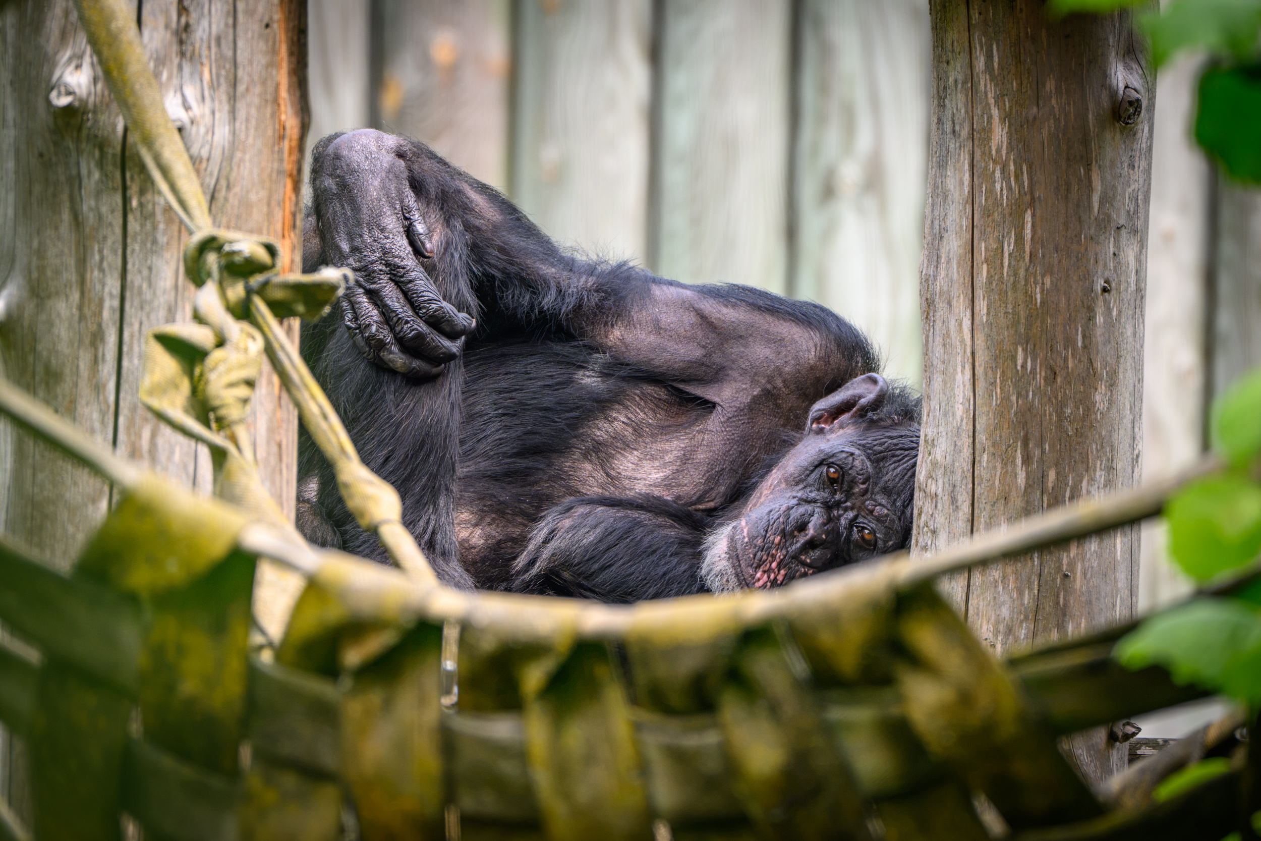 DSC_9070_NIKON Z 9_840 mm.jpg